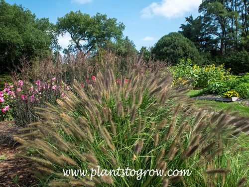 'Ginger Love' Fountain Grass (Pennisetum alopecuroides)
end of August